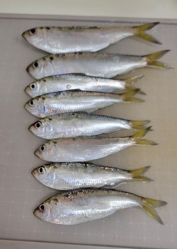 サッパの釣果