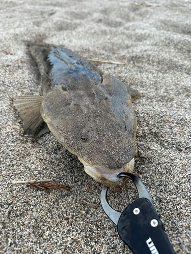 マゴチの釣果