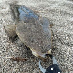 マゴチ