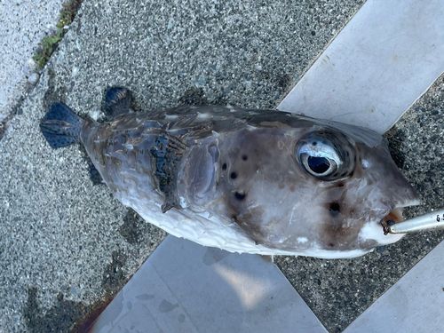 イシガキフグの釣果