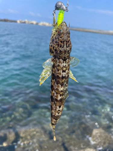 エソの釣果