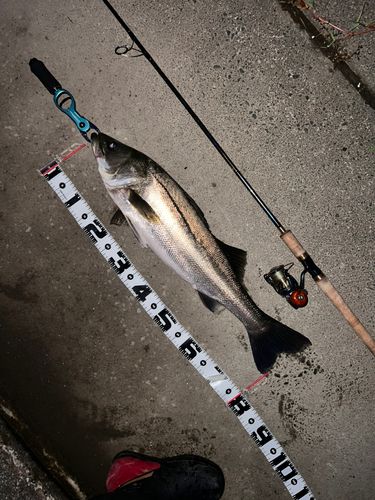 シーバスの釣果