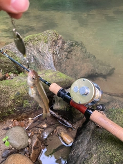 アブラハヤの釣果