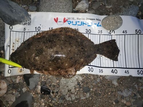 ヒラメの釣果