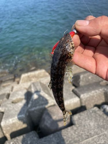 ハゼの釣果