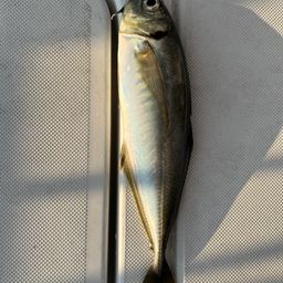 アジ