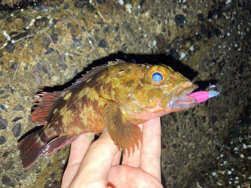 タケノコメバルの釣果