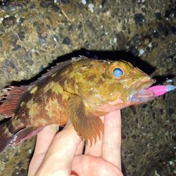 タケノコメバル