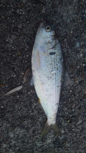 コノシロの釣果