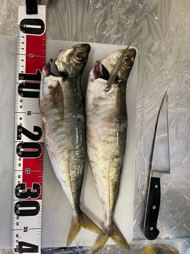 ヤリイカの釣果
