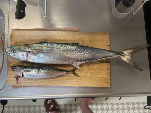 サゴシの釣果