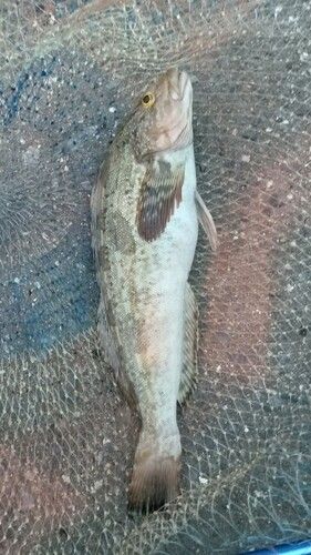 アイナメの釣果