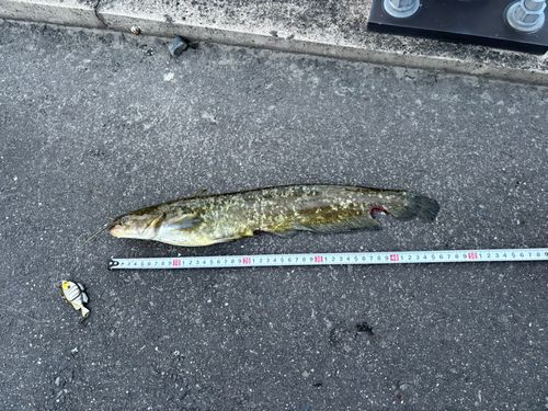 ナマズの釣果