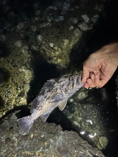 クロソイの釣果