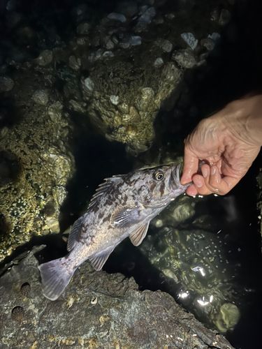 クロソイの釣果