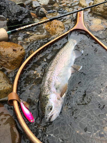 ニジマスの釣果