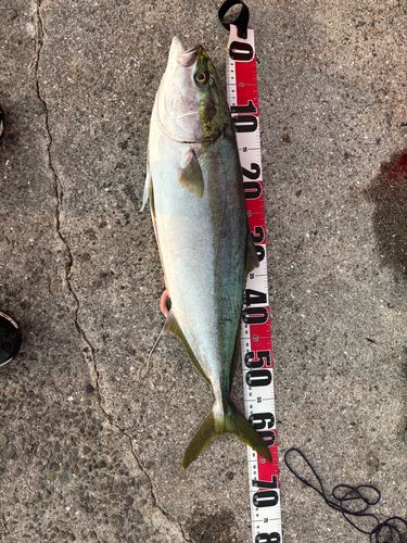 メジロの釣果