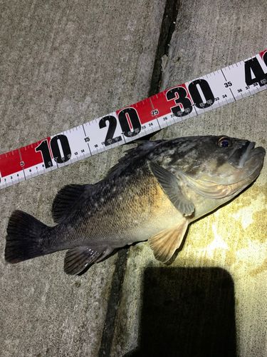 ソイの釣果