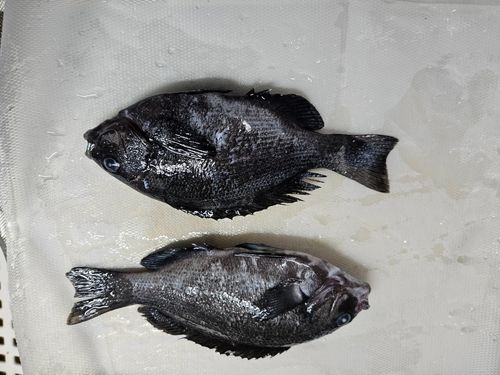 メジナの釣果