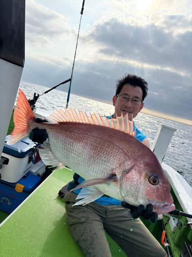 マダイの釣果