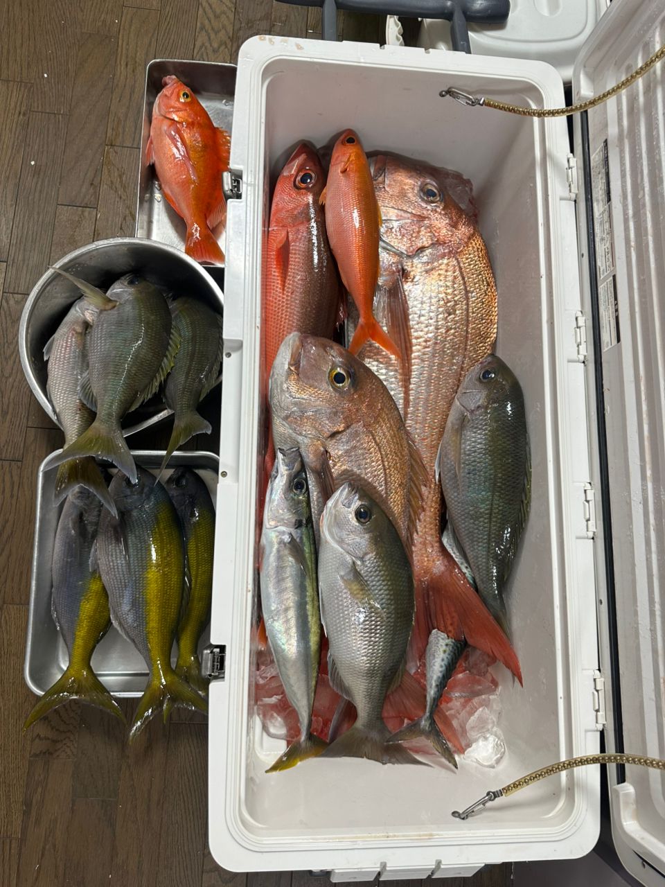 釣りキッチさんの釣果 2枚目の画像