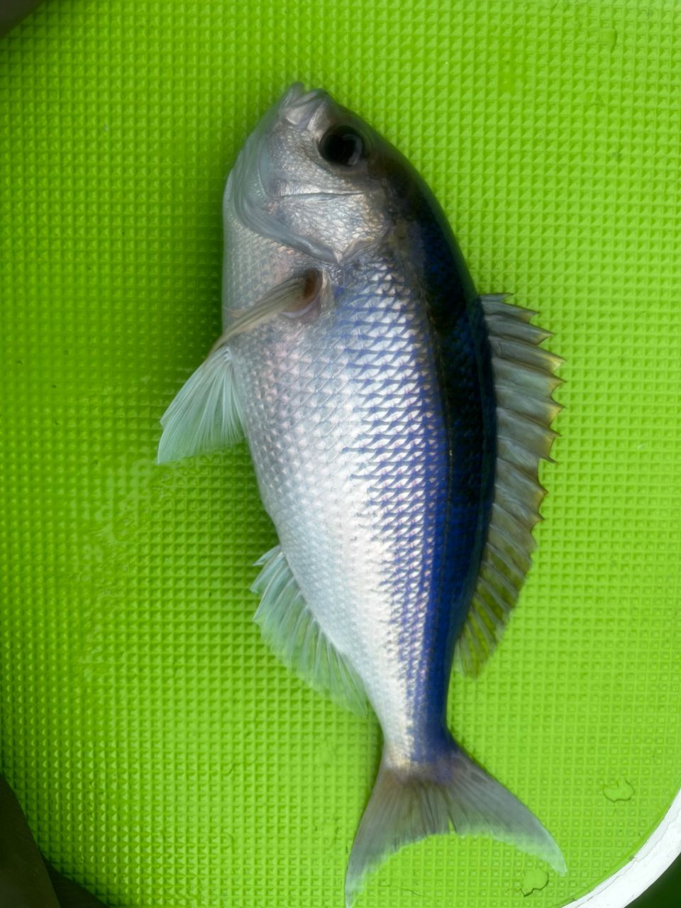 釣りキッチさんの釣果 3枚目の画像