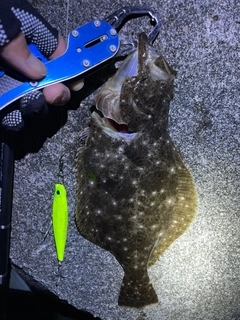 ヒラメの釣果