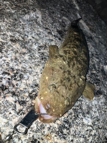 マゴチの釣果