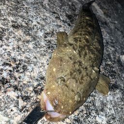 マゴチ