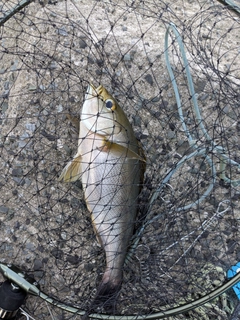 イサキの釣果