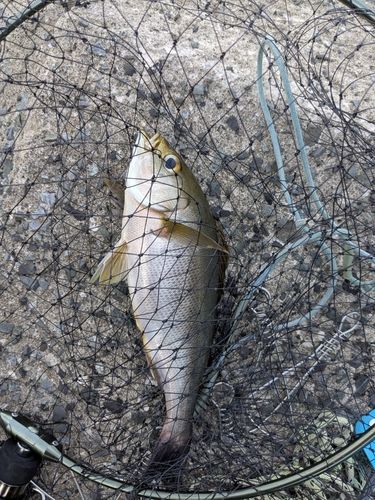 イサキの釣果