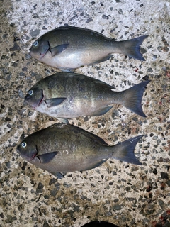 クロメジナの釣果