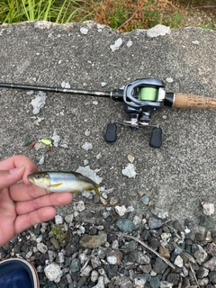 カワムツの釣果