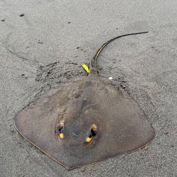 アカエイ
