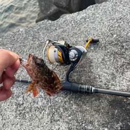 カサゴ