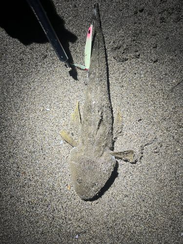 マゴチの釣果