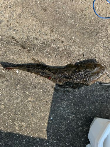 マゴチの釣果