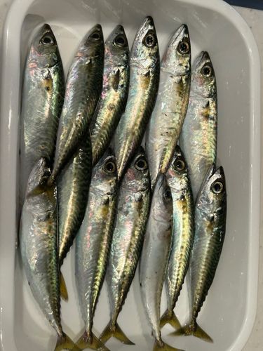 サバの釣果