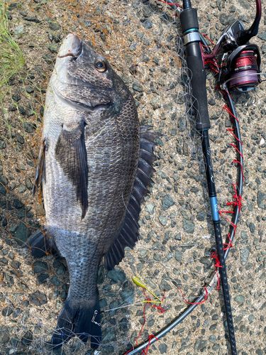チヌの釣果