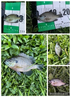 ブルーギルの釣果