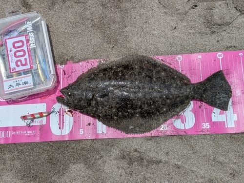 ヒラメの釣果