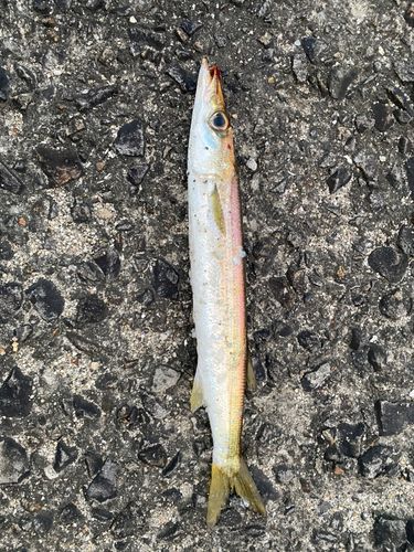 アカカマスの釣果