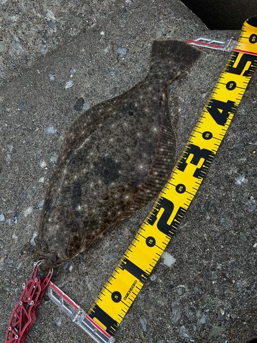 ヒラメの釣果