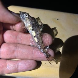 アナハゼ