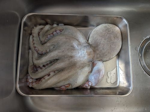 タコの釣果