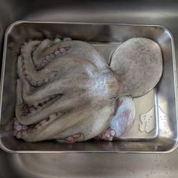 タコ