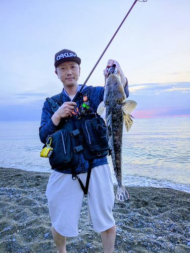 マゴチの釣果