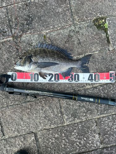 クロダイの釣果