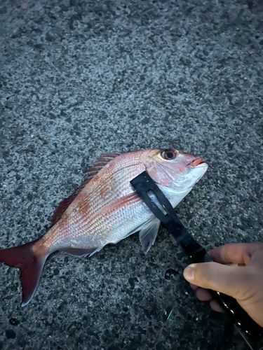 マダイの釣果
