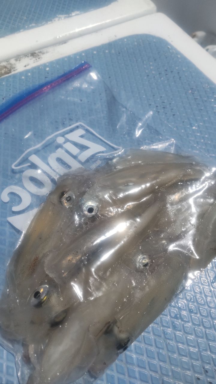 イカ時々魚さんの釣果 2枚目の画像